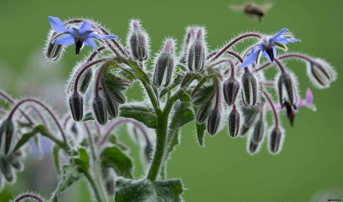 Growing Borage From Seed – Planting Guide