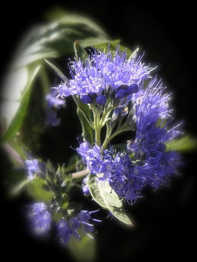 Growing Hyssop – Planting Tips, Techniques