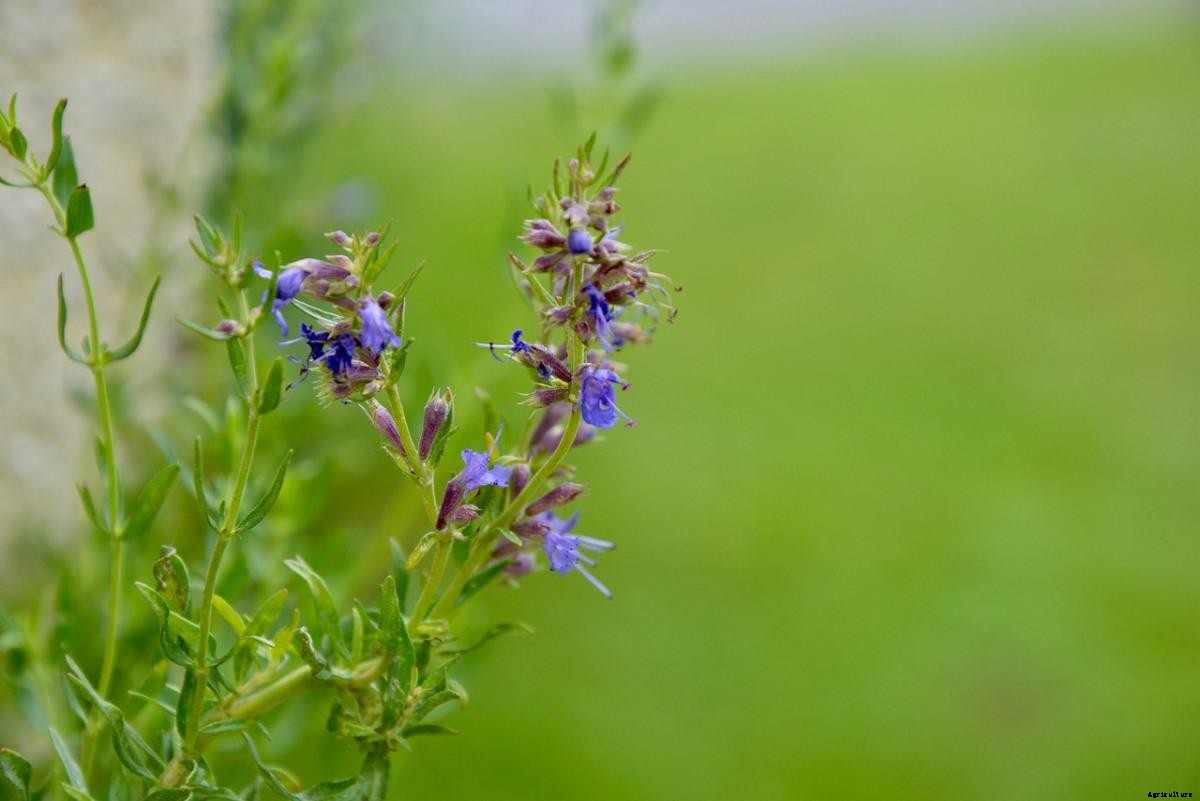Growing Hyssop – Planting Tips, Techniques