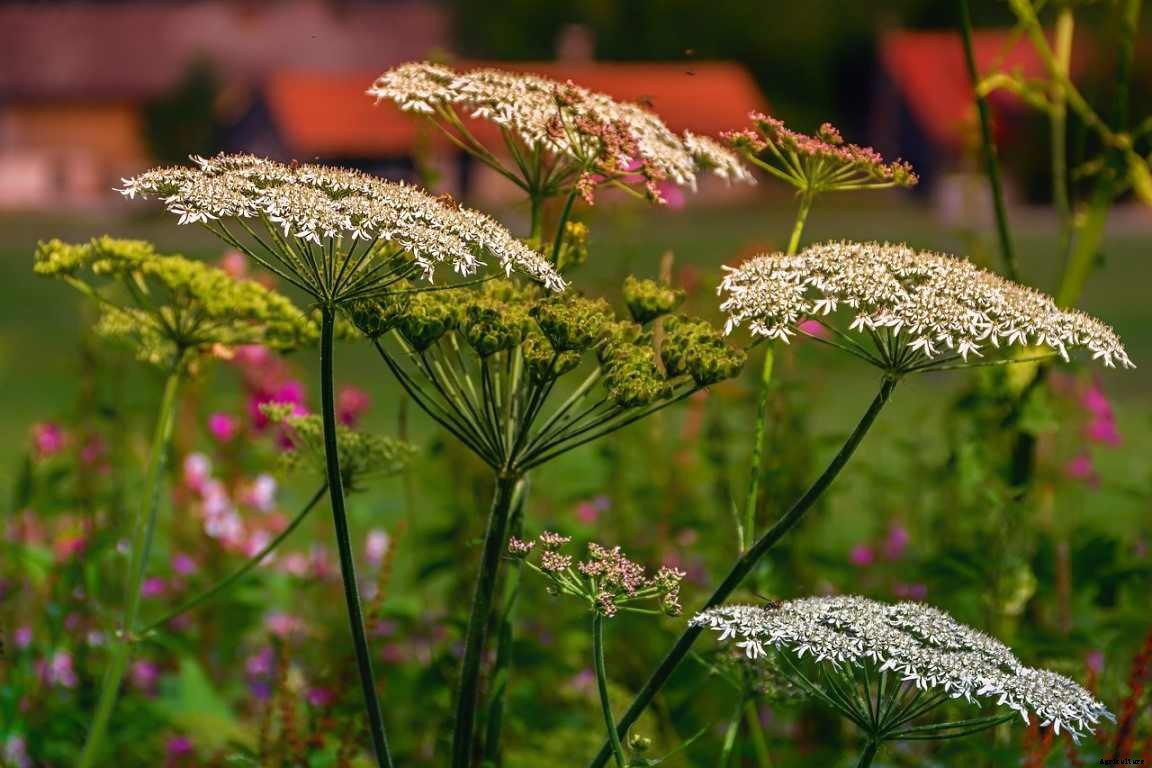 Growing Yarrow Plants – A Full Planting Guide