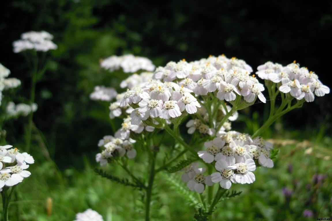 Growing Yarrow Plants – A Full Planting Guide