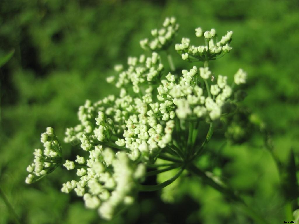 Growing Yarrow Plants – A Full Planting Guide