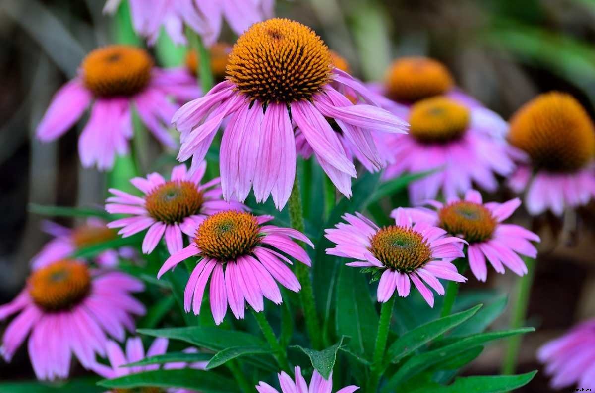 Growing Coneflowers – Planting Tips, and Techniques