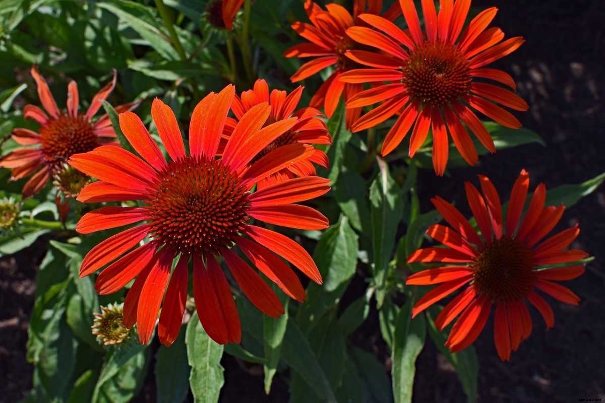 Growing Coneflowers – Planting Tips, and Techniques