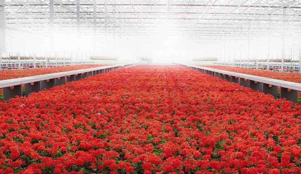 Indoor Flower Farming – Tips, Ideas, and Secrets