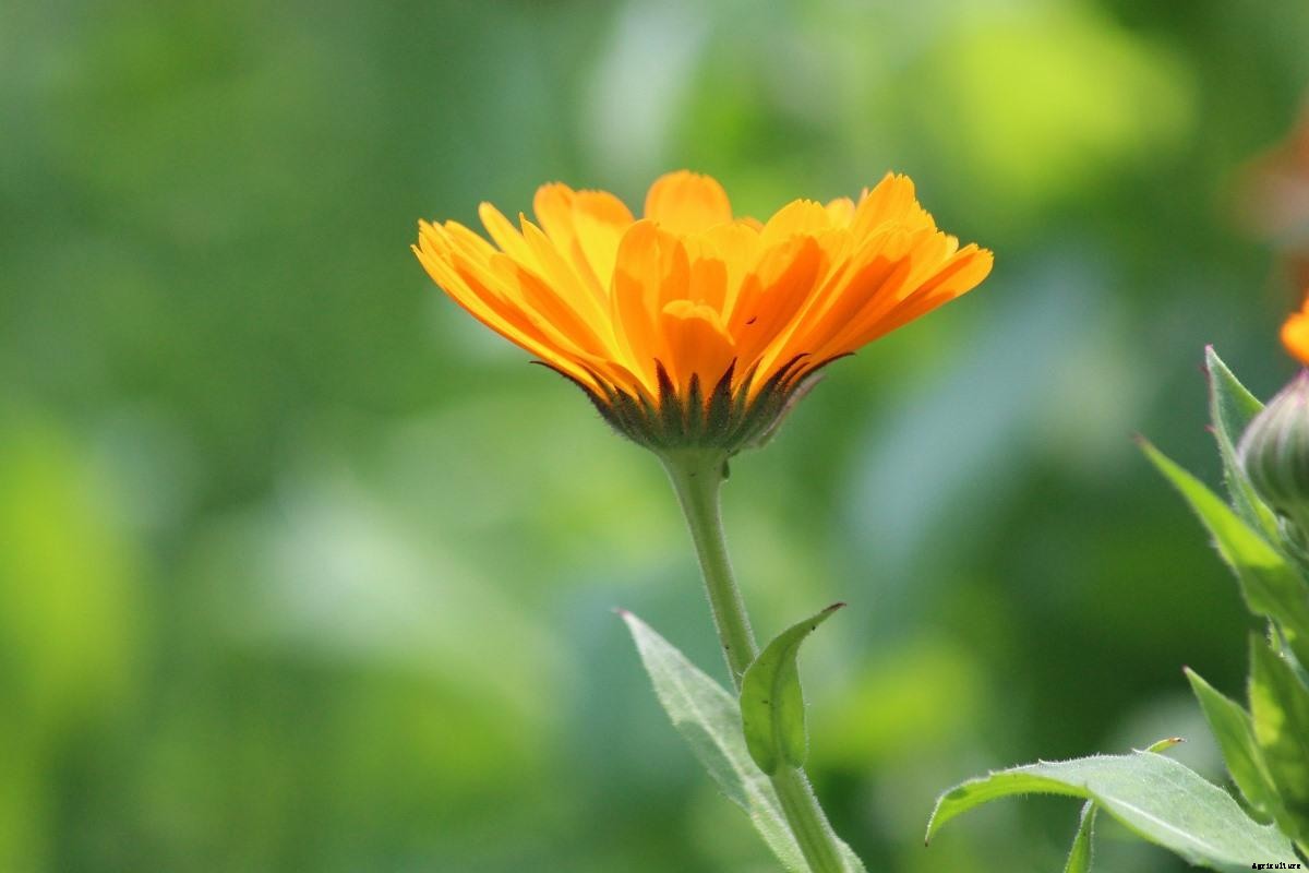 Growing Calendula From Seed – Planting Guide