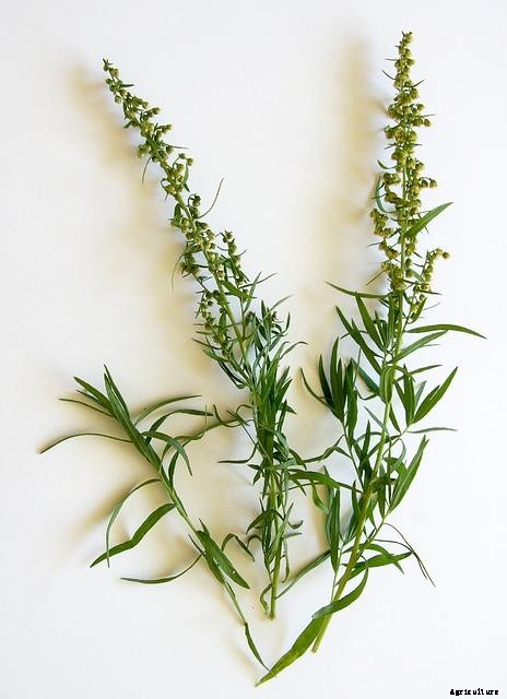 Growing Tarragon – Planting, Tips, Ideas, and Secrets