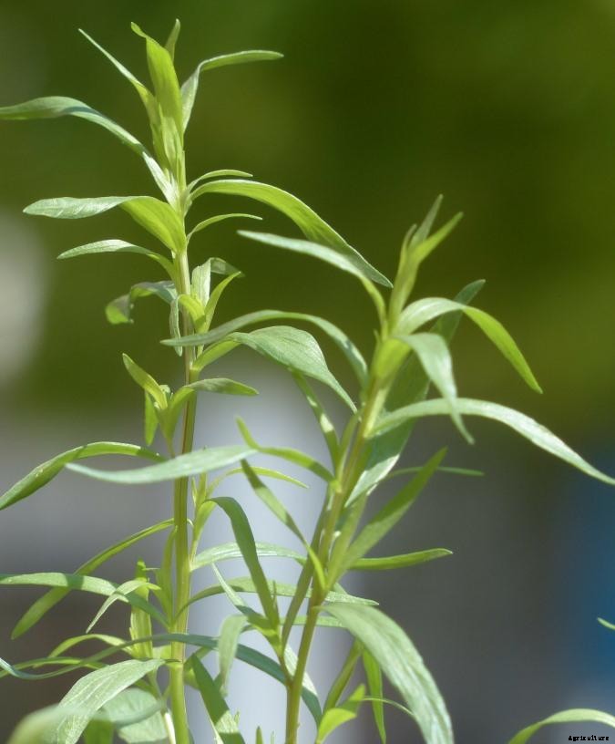 Growing Tarragon – Planting, Tips, Ideas, and Secrets
