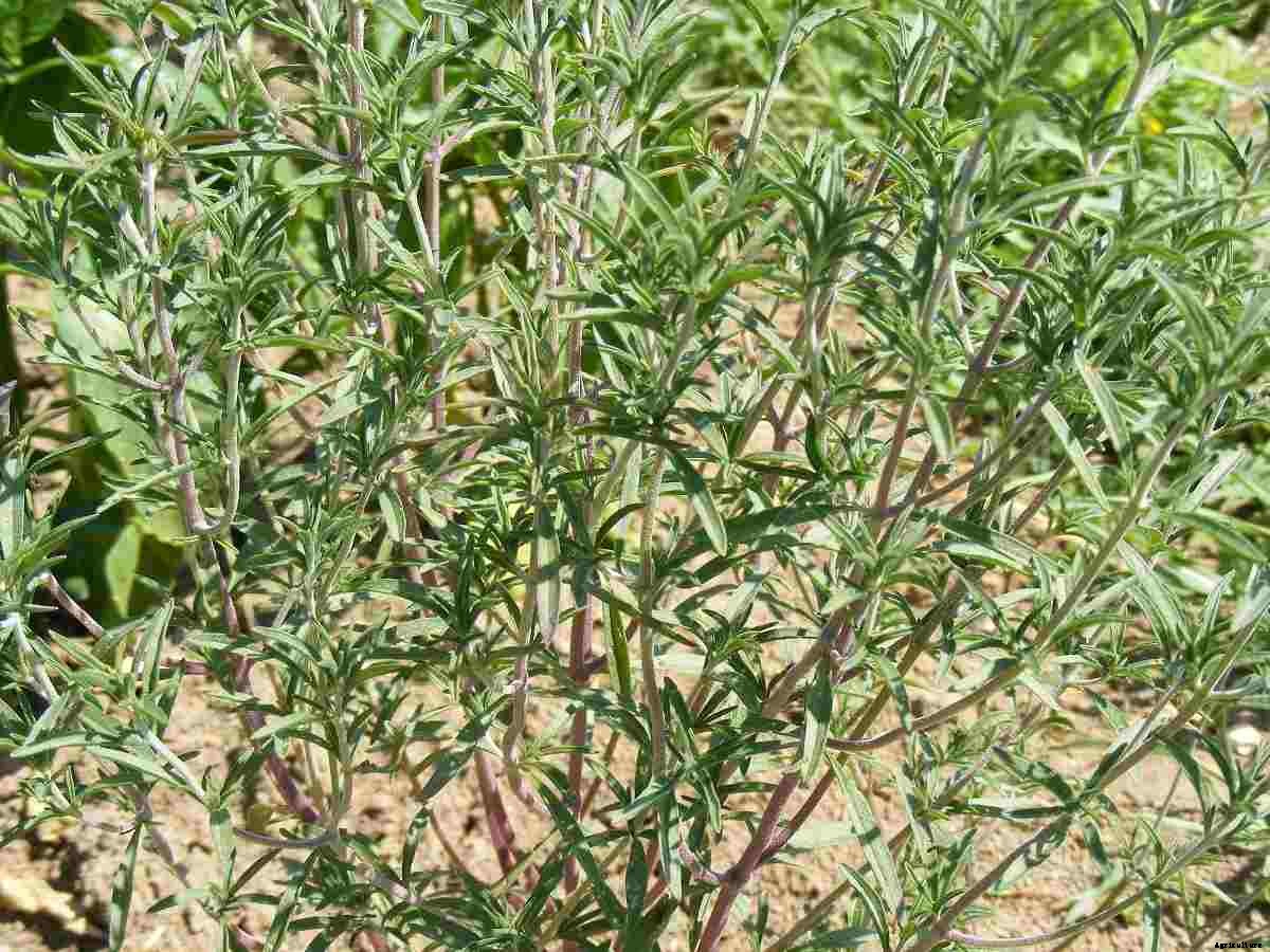 Growing Organic Thyme – Tips, Ideas, and Secrets