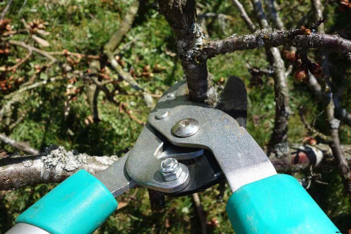 Pruning In Agriculture – Benefits, Tips, and Ideas