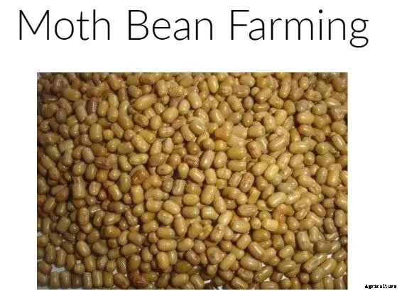 Moth Bean Cultivation – Farming Practices In India