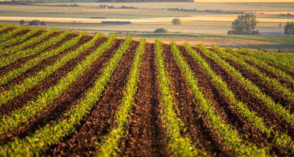 Arable Farming, Crops, Technology, Advantages