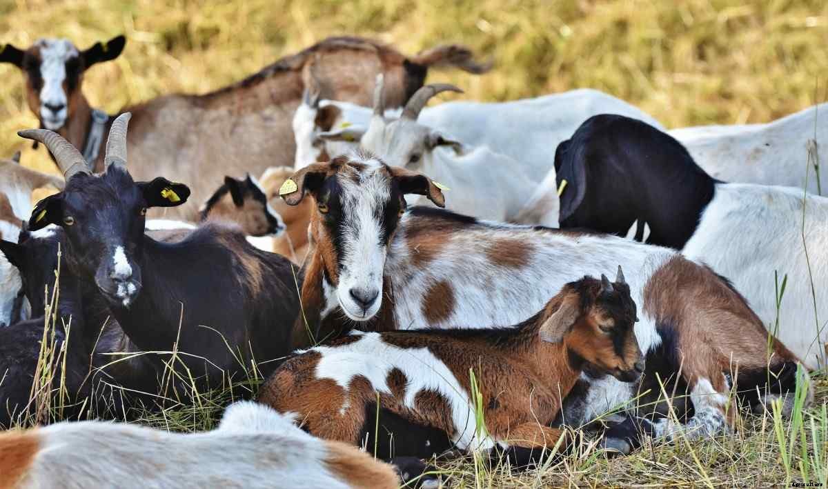 Farming Questions & Answers For Students, Beginners