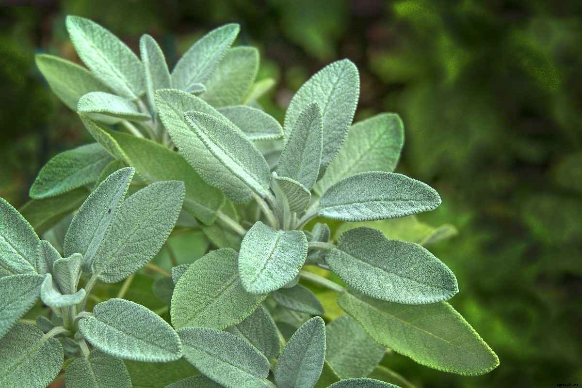 Growing Sage In India – A Full Planting Guide