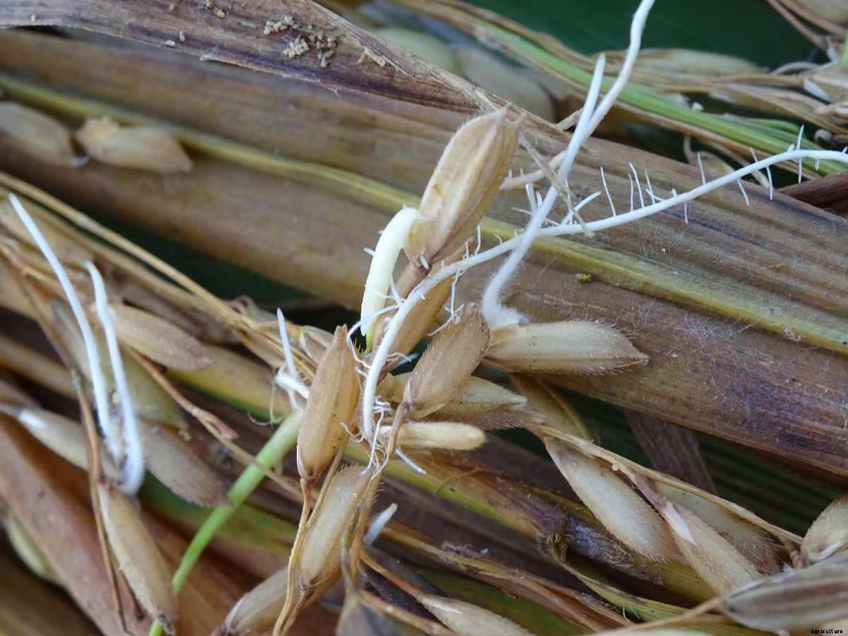 Paddy Seed Germination, Process, and Methods