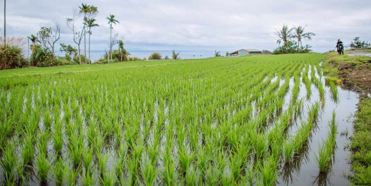 Paddy Seed Germination, Process, and Methods