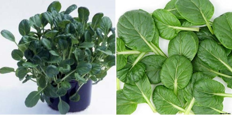 Growing Tatsoi From Seeds – A Full Planting Guide