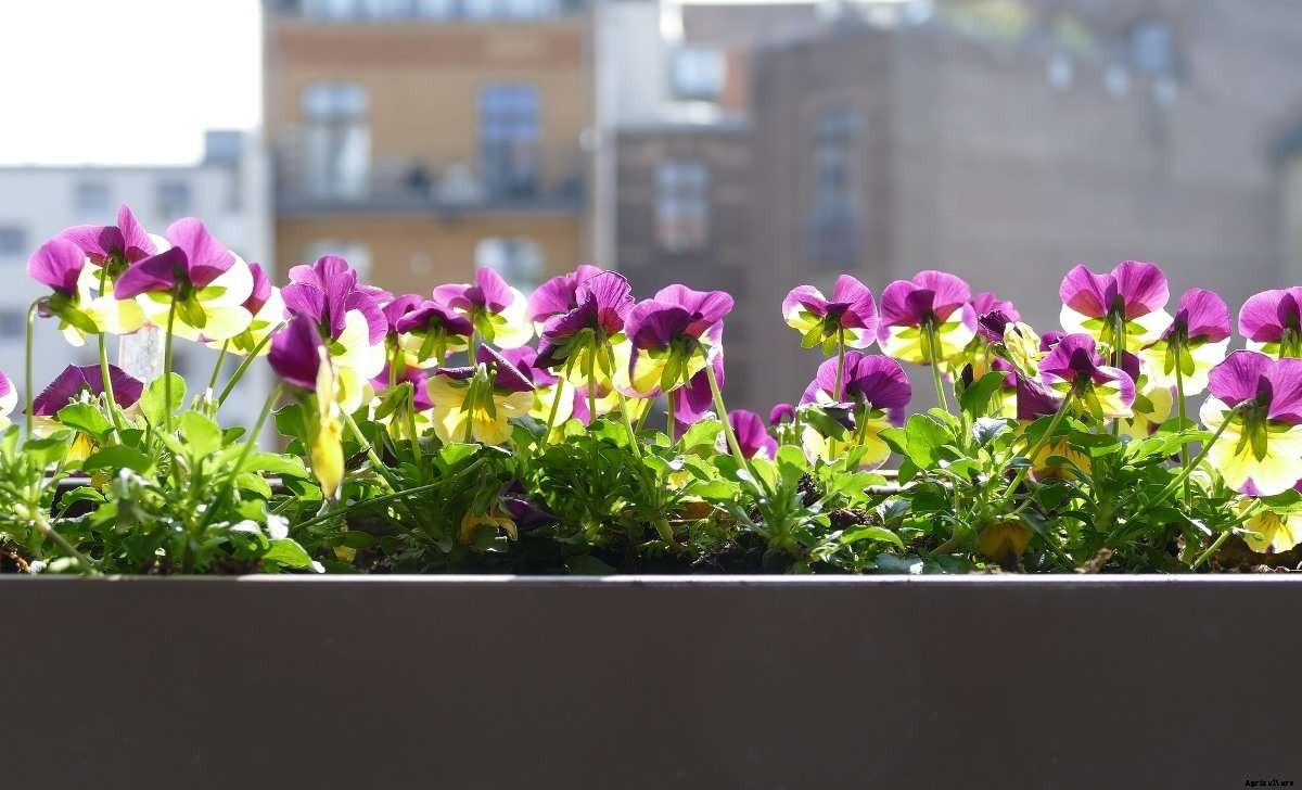 Apartment Balcony Garden Ideas For Beginners