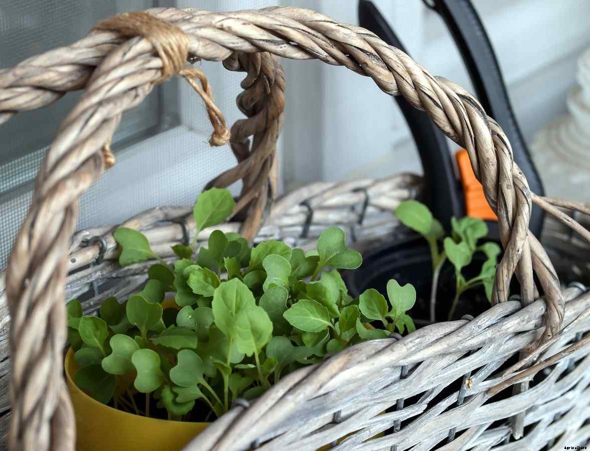 Apartment Balcony Garden Ideas For Beginners