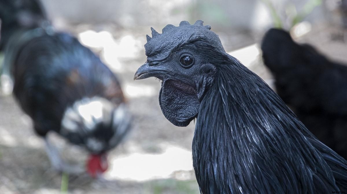 Backyard Livestock Farming –  Profitable Guide