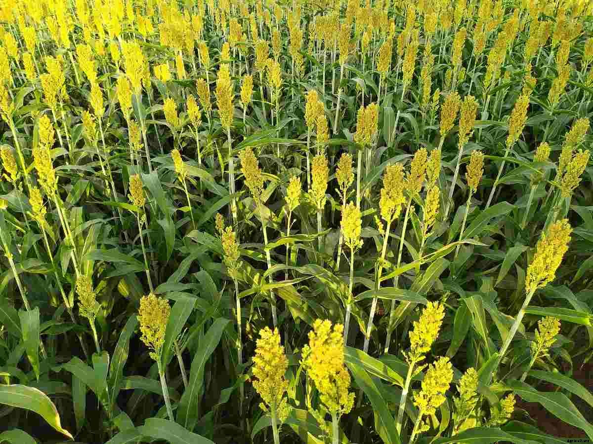 Crop Yield Improvement – Basics, Tips, And Ideas