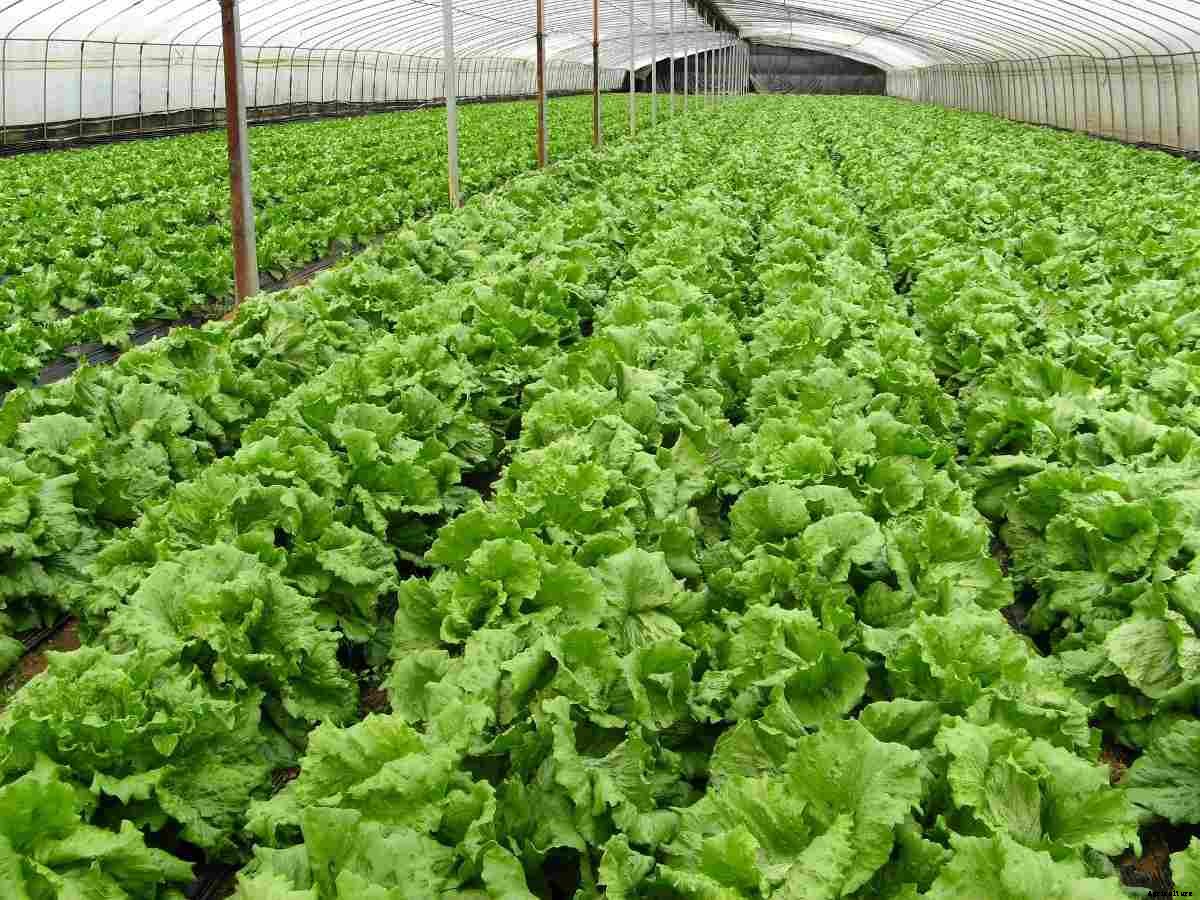 Government Schemes for Organic Farming – In India