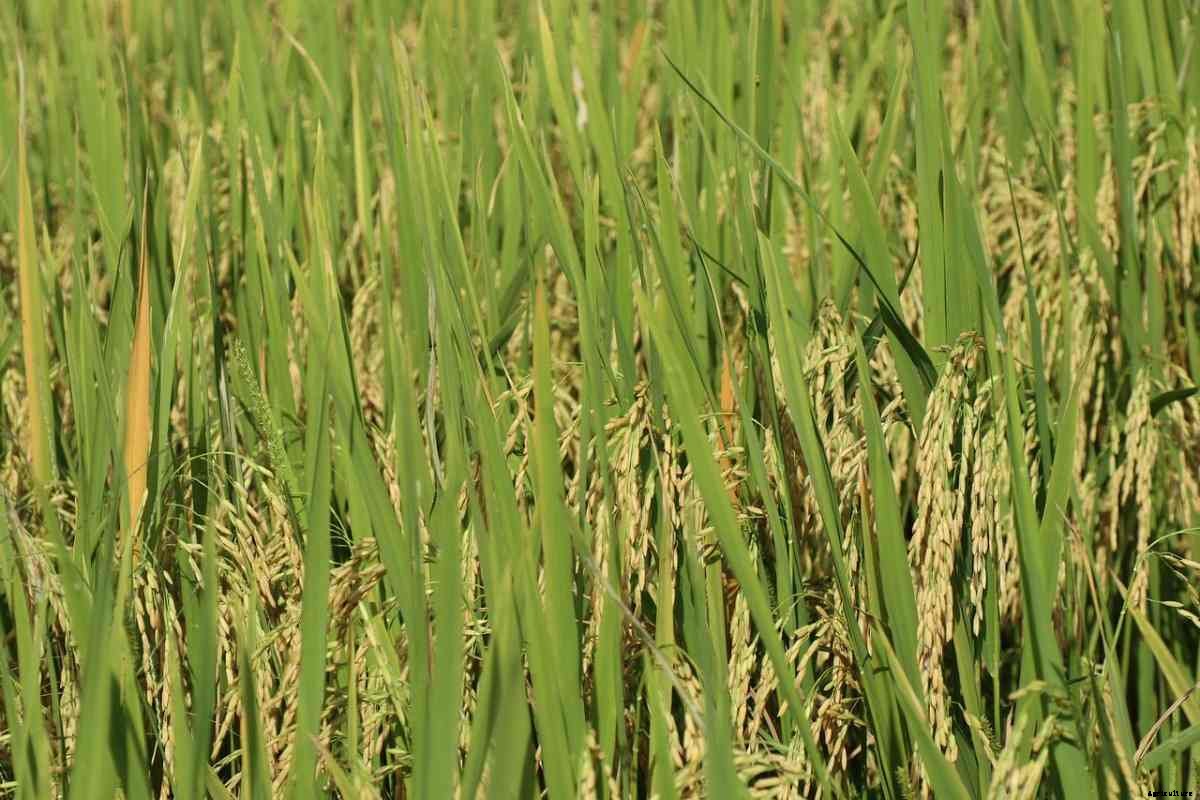 SRI Rice Cultivation – Method,  Paddy Yield, Benefits