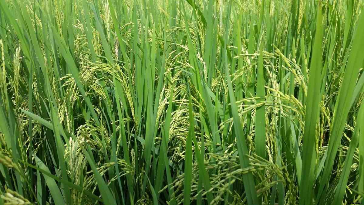 SRI Rice Cultivation – Method,  Paddy Yield, Benefits