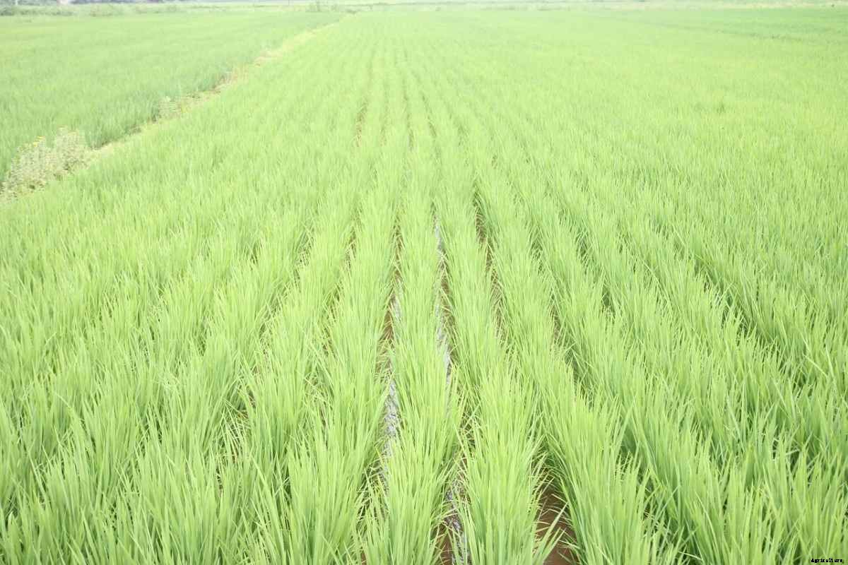 SRI Rice Cultivation – Method,  Paddy Yield, Benefits