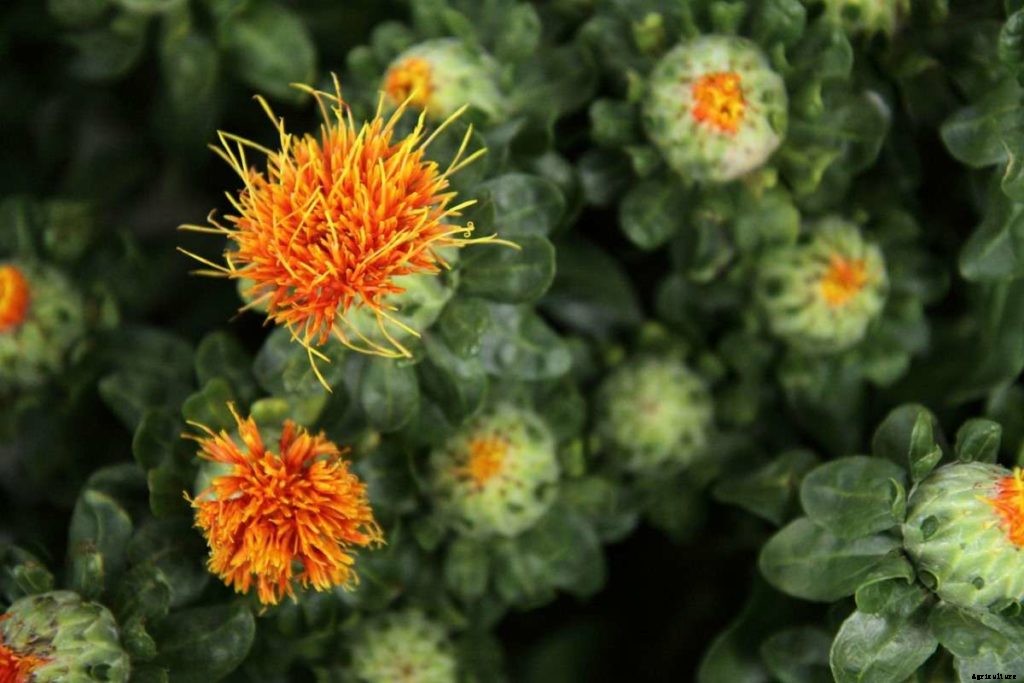 Organic Safflower Farming – Production In India