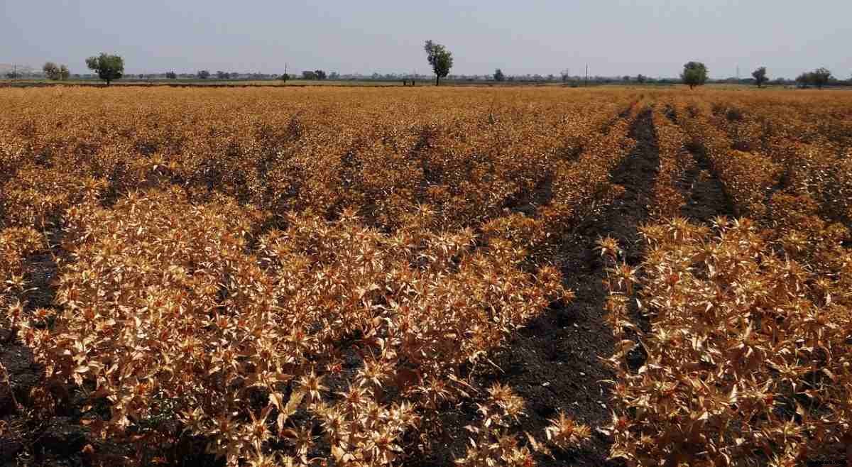 Organic Safflower Farming – Production In India