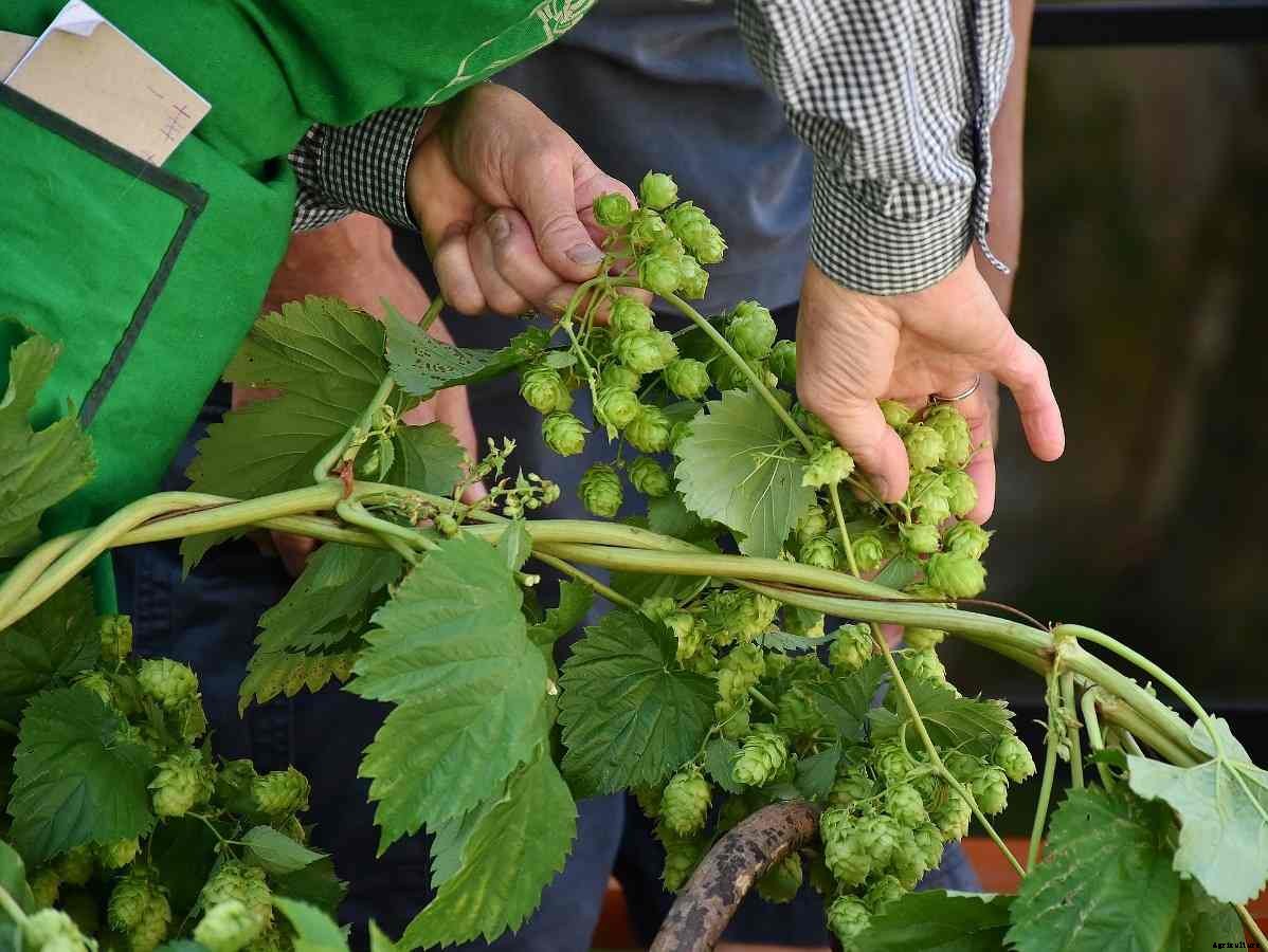 Growing Hops Hydroponically – Process, pH, Nutrients