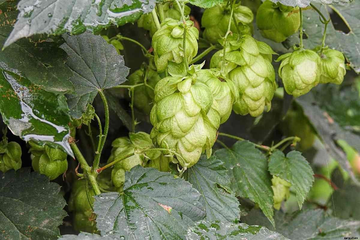 Growing Hops Hydroponically – Process, pH, Nutrients