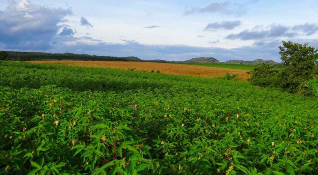 Intensive Farming in India – Basics, Techniques