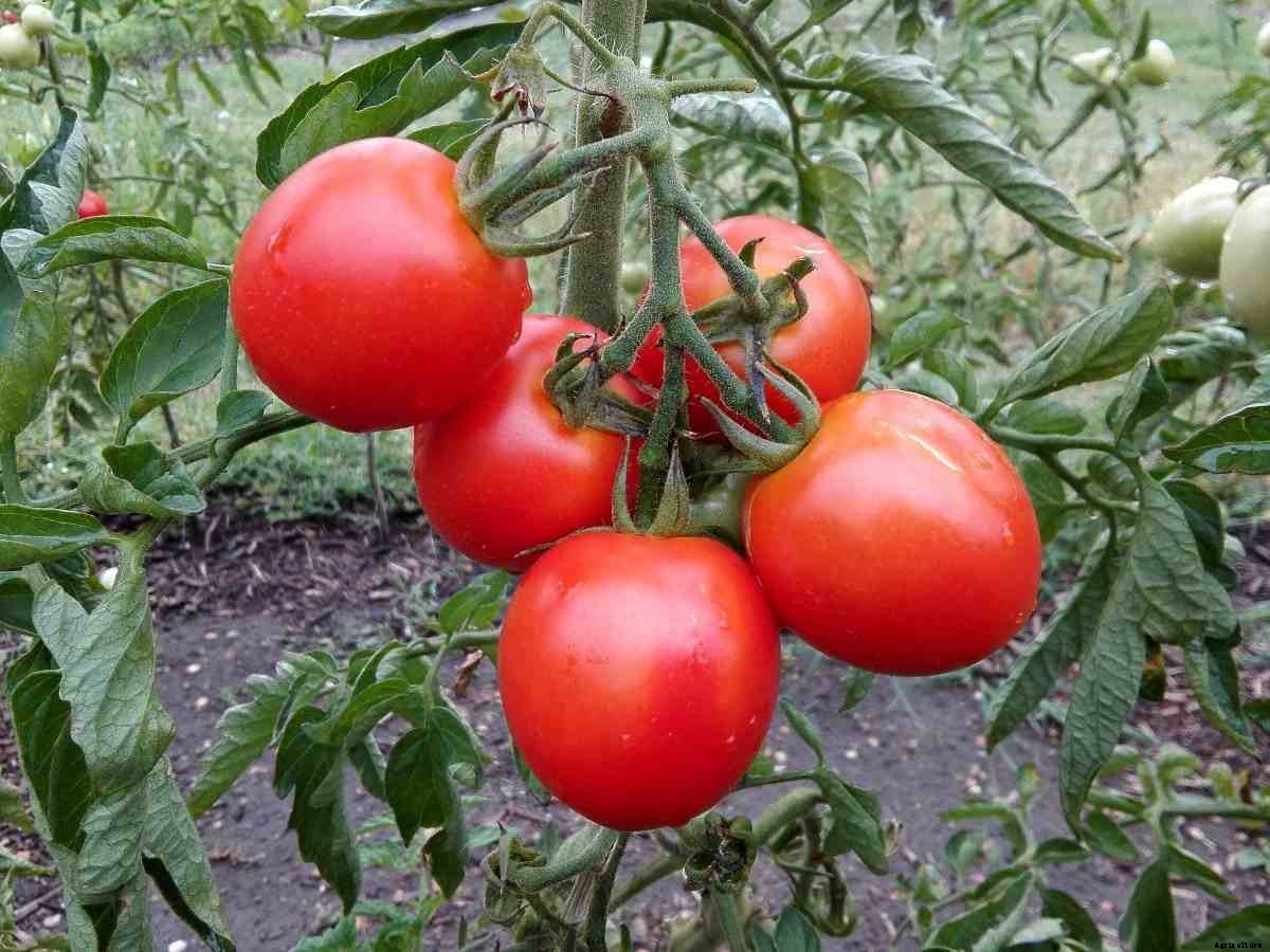 Summer Crops in India – For Vegetables, Flowers, Fruits, Herbs