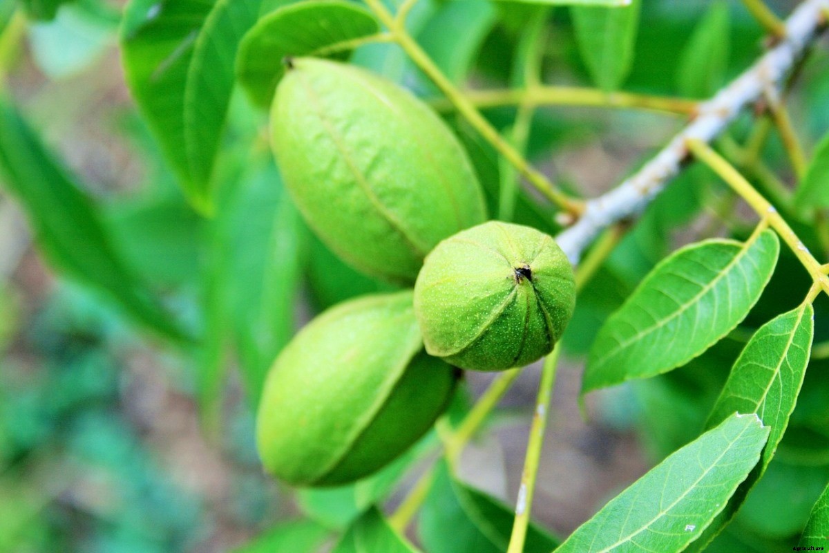 Organic Pecan Production – Farming, Cultivation