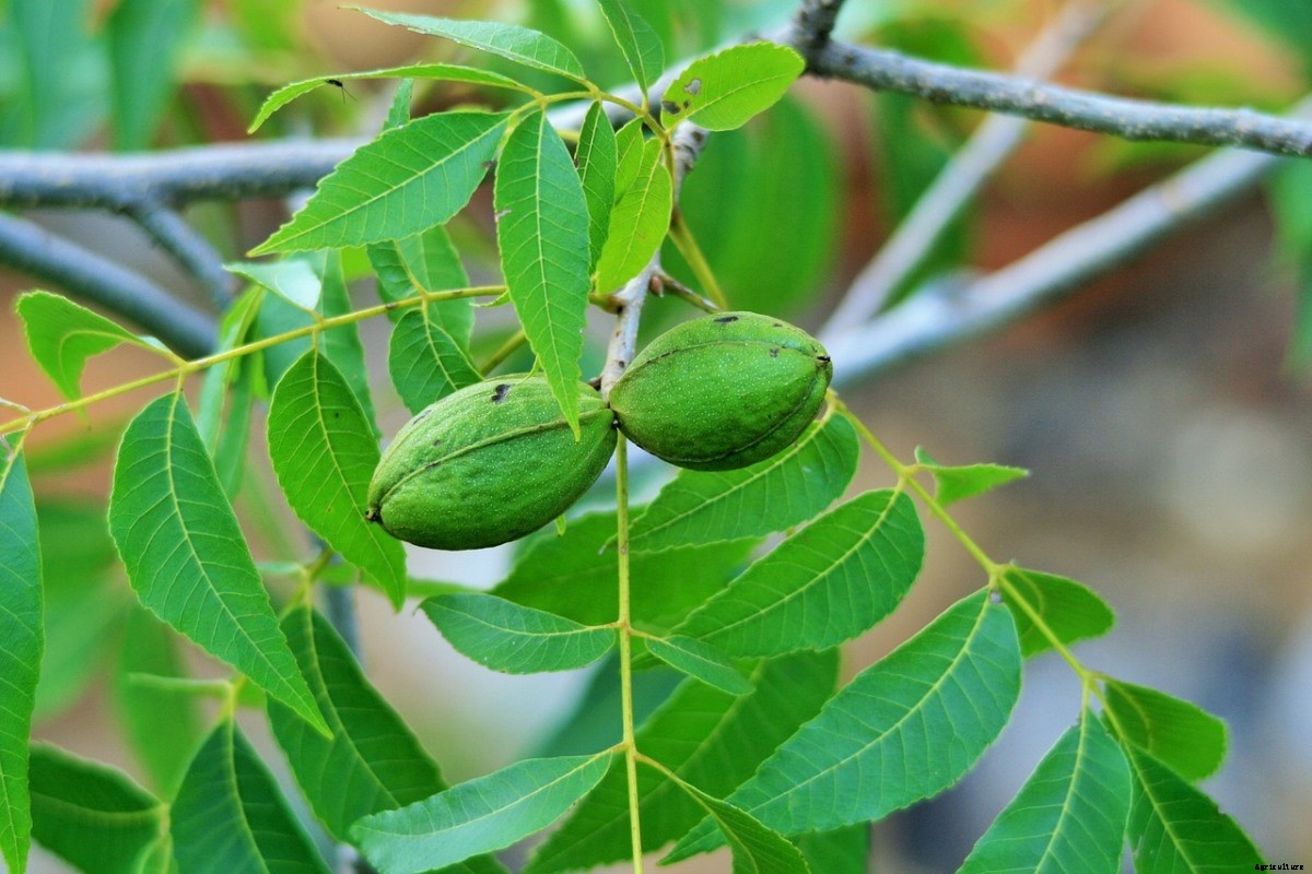 Organic Pecan Production – Farming, Cultivation