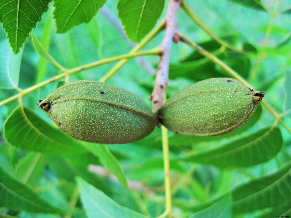 Organic Pecan Production – Farming, Cultivation