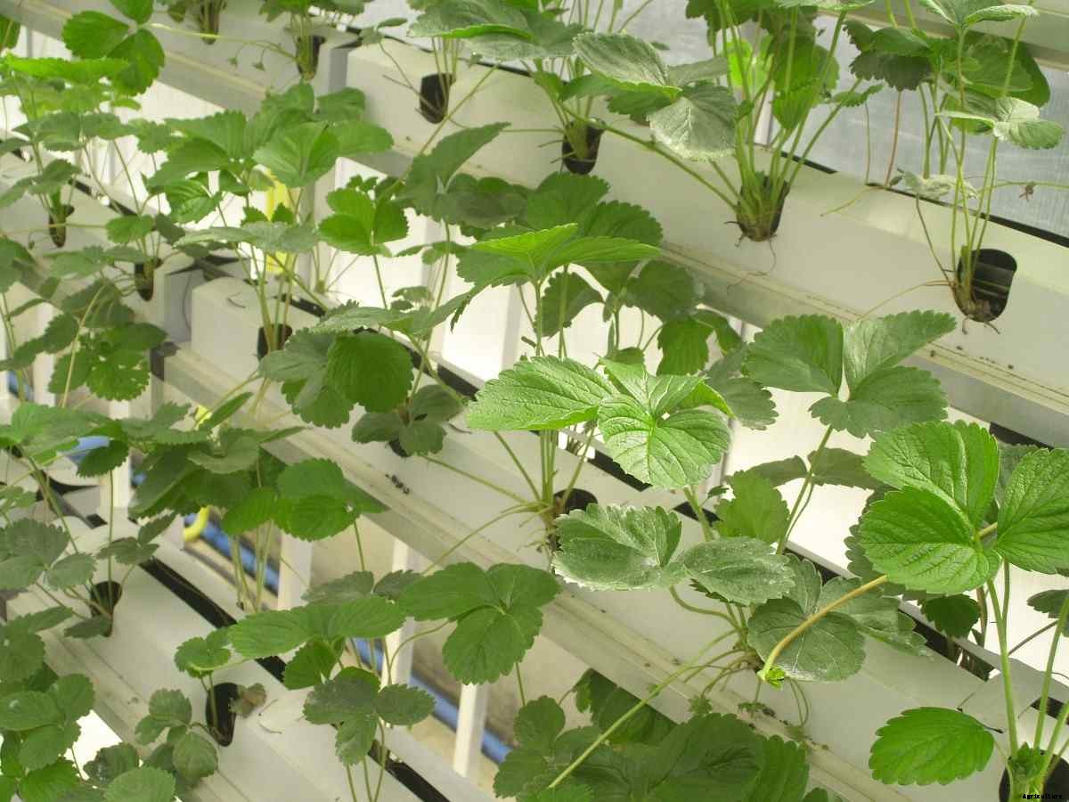 Solar Powered Hydroponics – A Full Guide