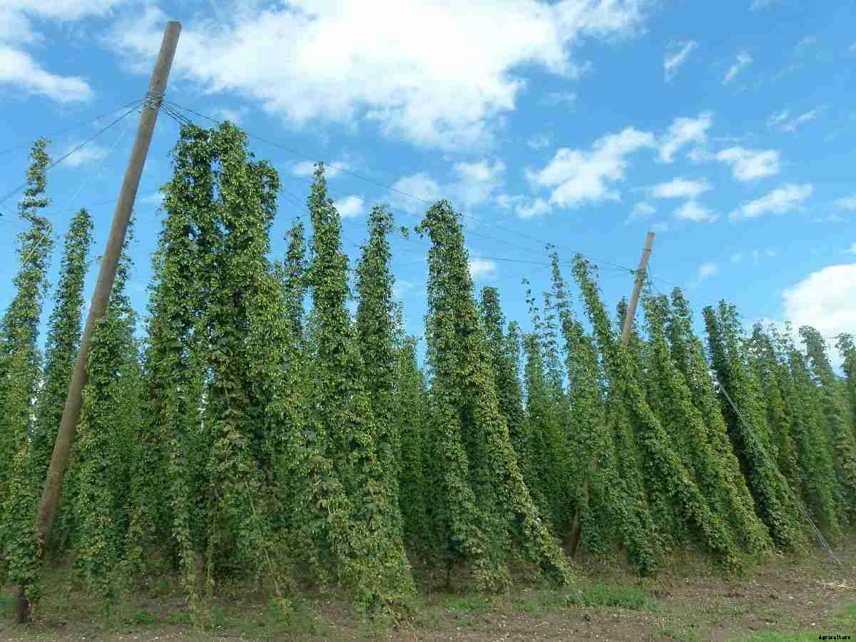 Organic Hop Shoots Cultivation – Planting In India