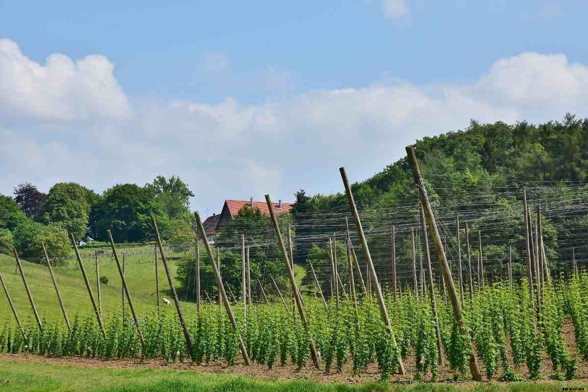 Organic Hop Shoots Cultivation – Planting In India