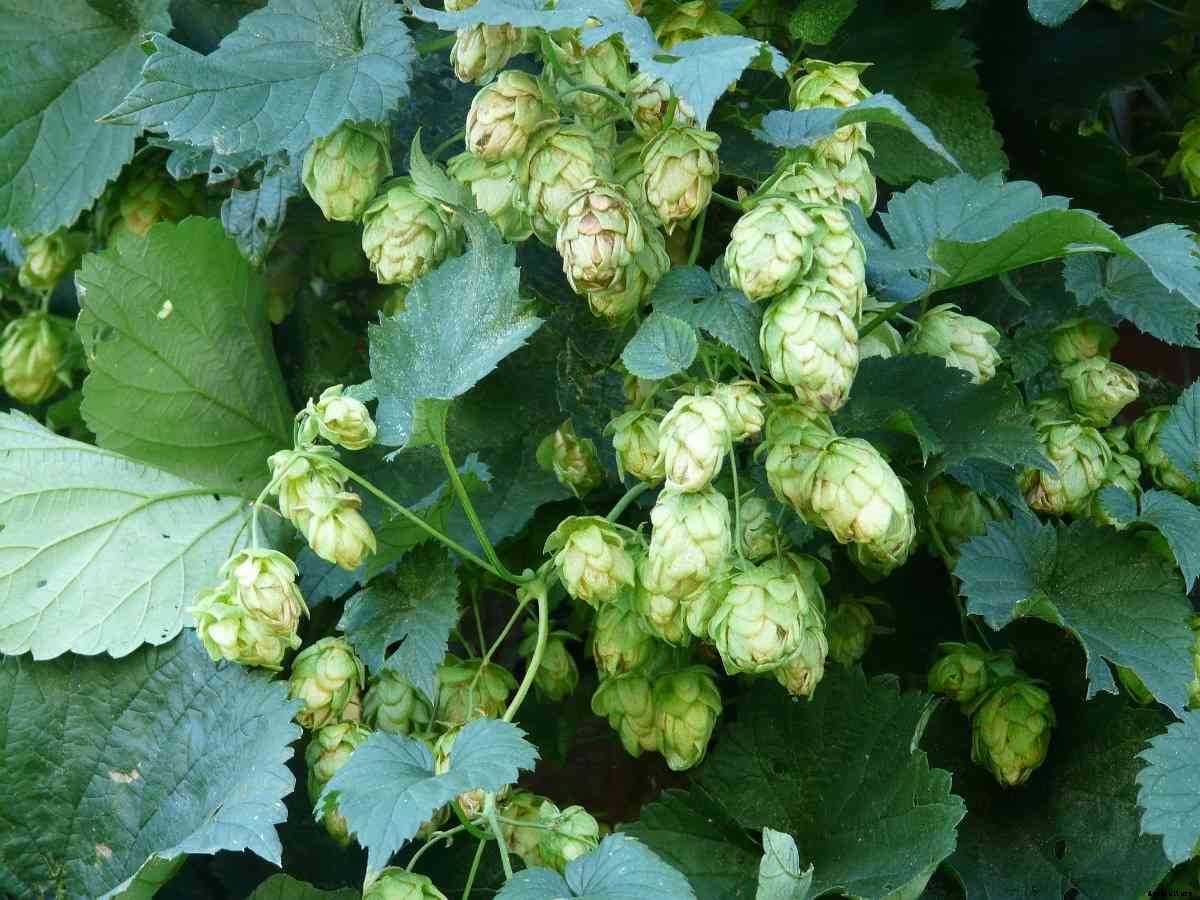 Organic Hop Shoots Cultivation – Planting In India