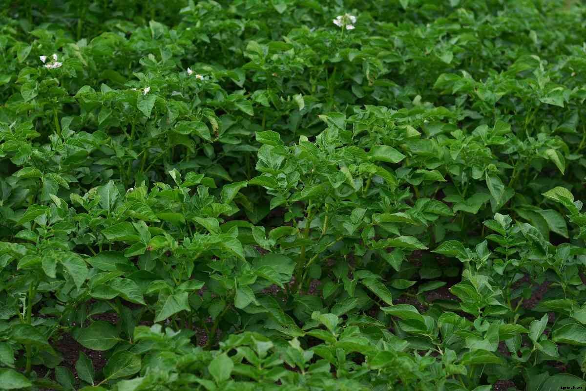 Greenhouse Potato Production – Farming, Cultivation, Growing In Winter