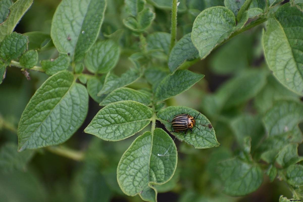 Greenhouse Potato Production – Farming, Cultivation, Growing In Winter