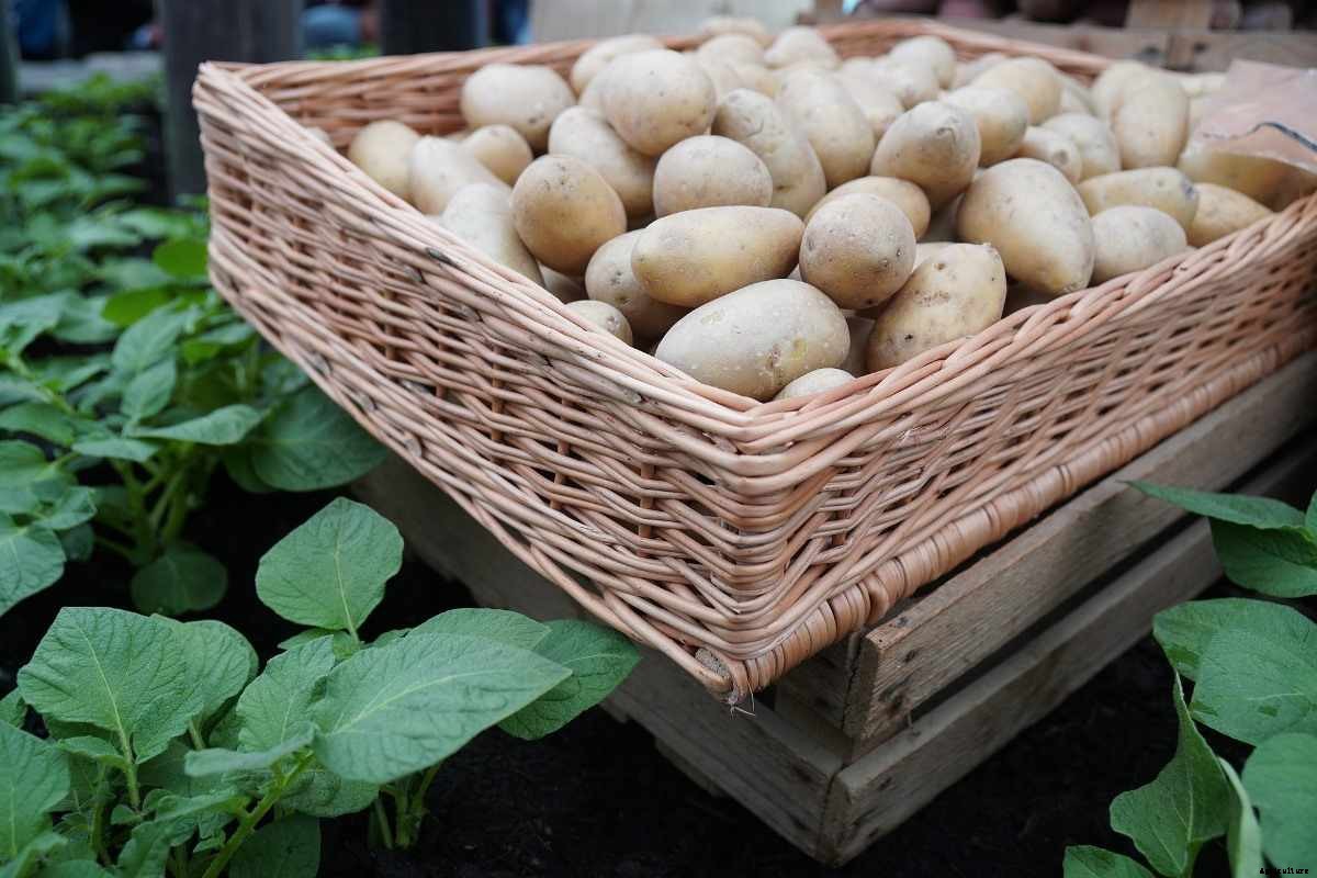 Greenhouse Potato Production – Farming, Cultivation, Growing In Winter
