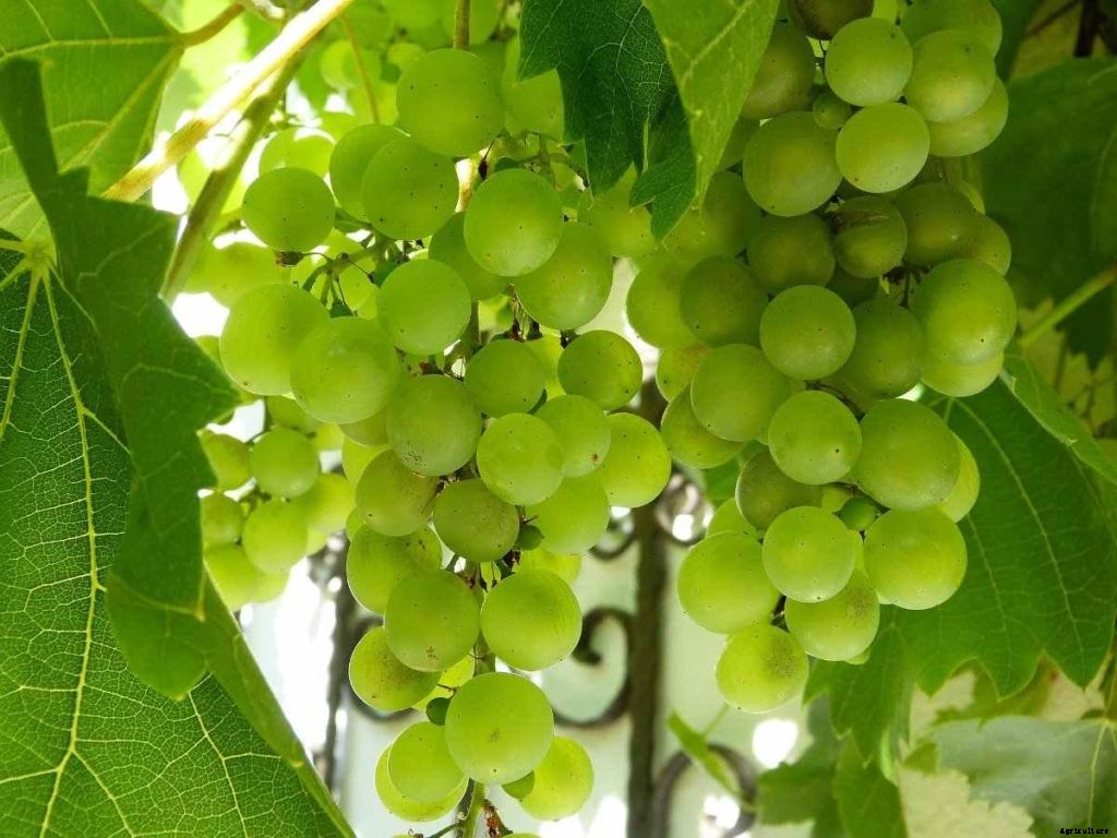 Growing Grapes In Greenhouse – Farming, Cultivation, Production In India