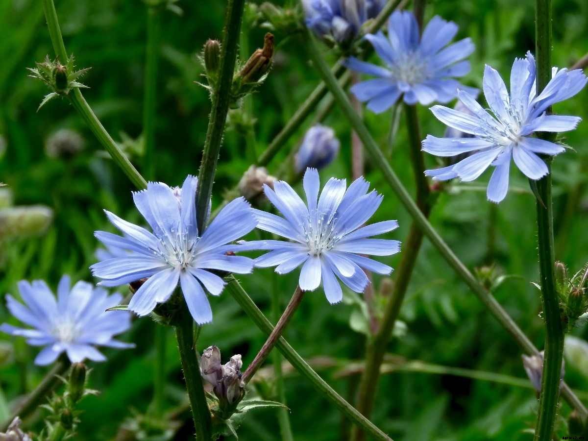 Chicory Cultivation In India – Farming From Seeds