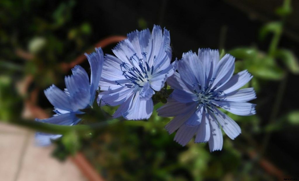 Chicory Cultivation In India – Farming From Seeds