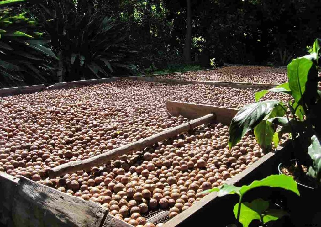 Macadamia Nuts Farming – Production In India