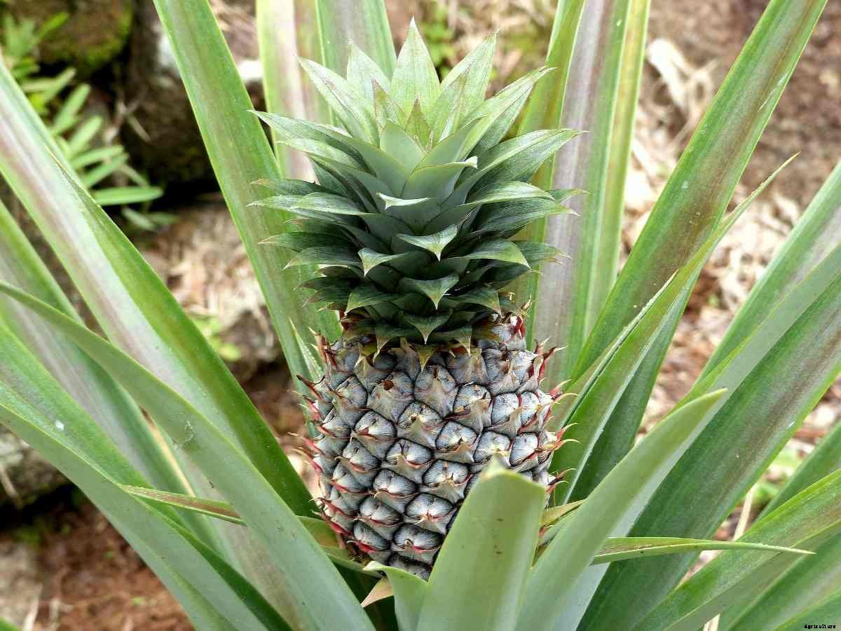 Organic Pineapple Cultivation – Farming In India